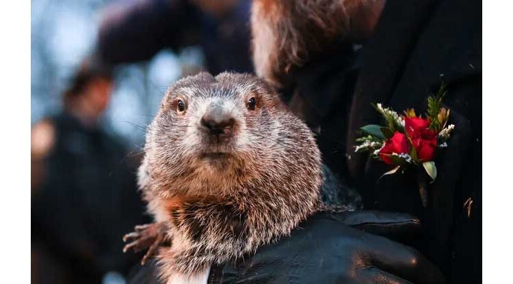 Groundhog